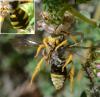 Nomada sexfasciata